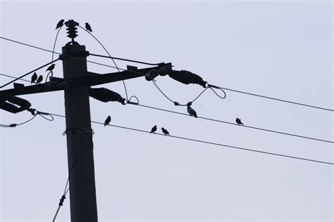 do birds feel electricity on power lines